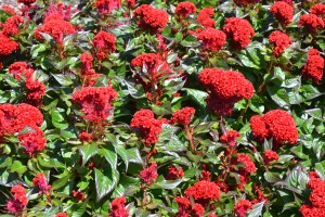 Red Celosia