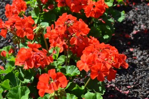 Red Geranium