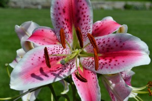 Red & White Lily