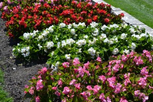 Red, White, Pink Begonia