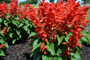 Salvia Flare