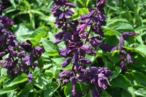 Salvia Lighthouse Purple