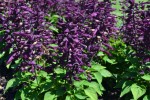 Salvia Salsa Purple