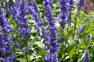 Salvia Victoria Blue