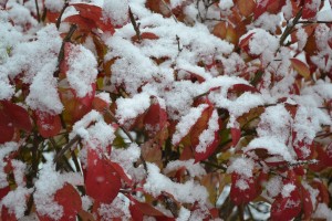 Snow on Burning Bush