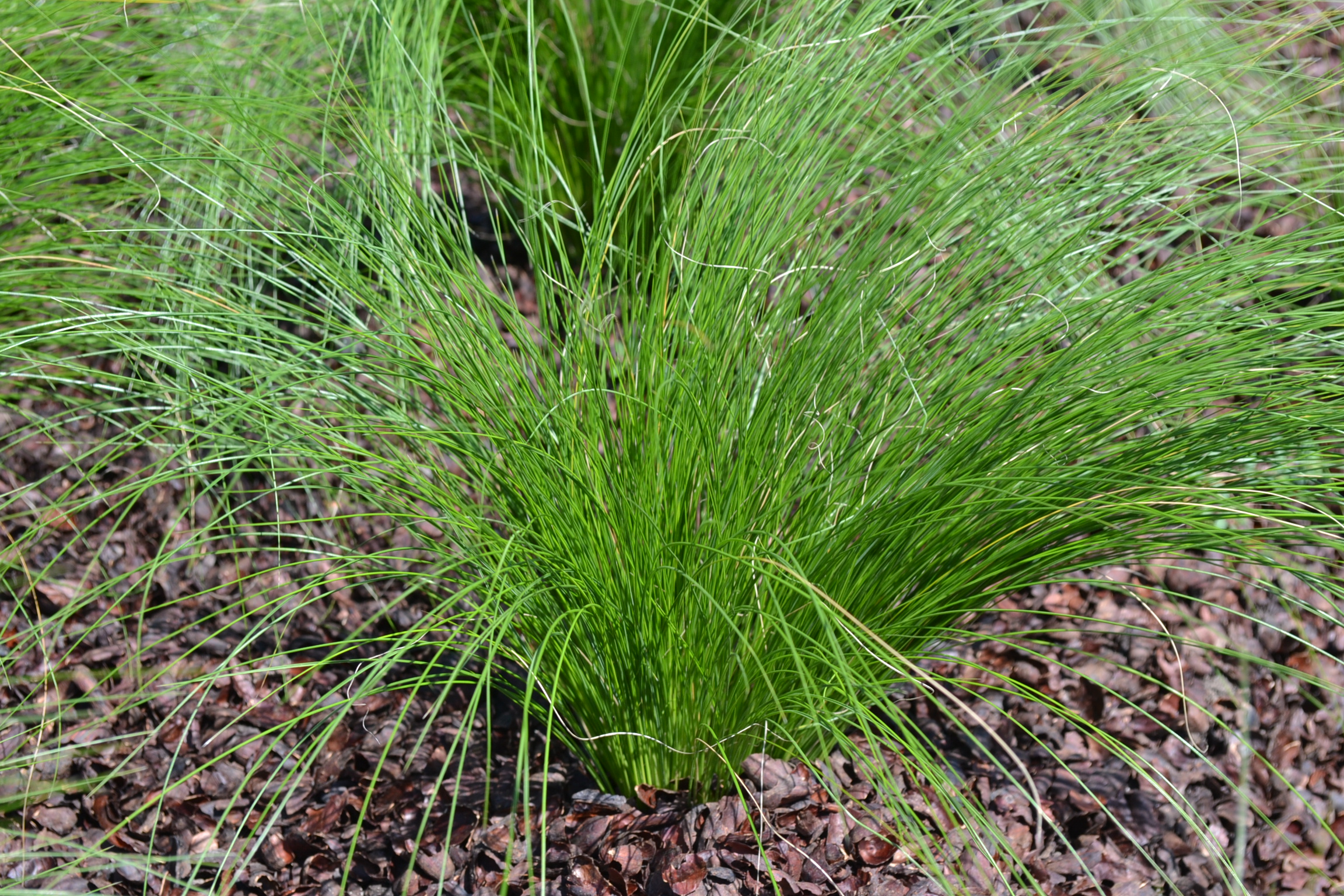 Stipa Pony Tails - Green Thumb Advice