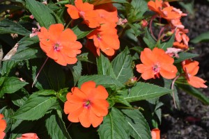 Sunpatiens Orange Impatiens