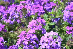 Verbena Homestead Purple