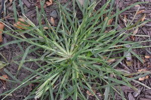 Weeding Landscape Beds