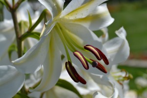 White Lily