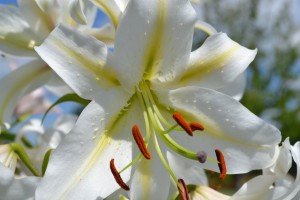 White Lily