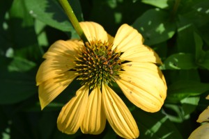 Yellow Coneflower