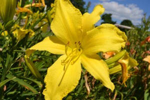 Yellow Lily