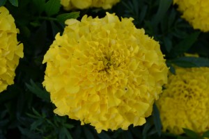 Yellow Marigold