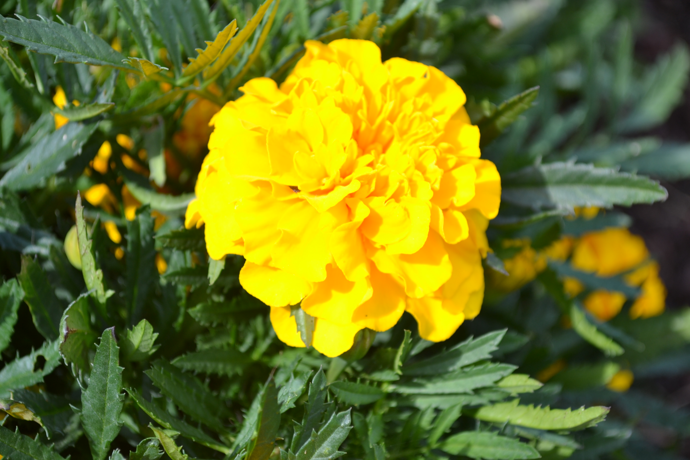 Yellow Marigold Green Thumb Advice
