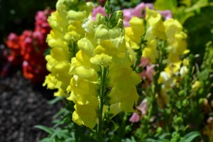 Yellow Snapdragon