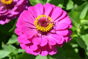 Zinnia California Giant Mix