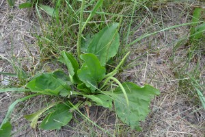 Broadleaf Plantain