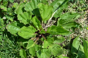 Broadleaf Plantain