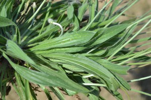 Buckhorn Plantain Leaves