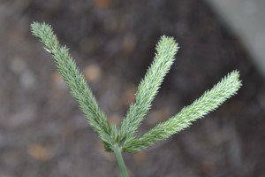 Goosegrass Seed Head