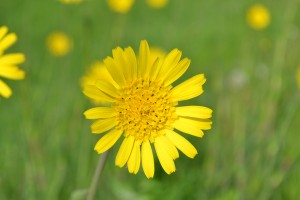 Hawkweed