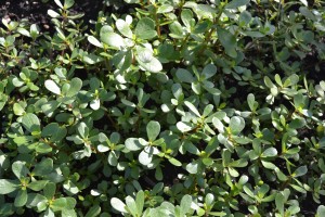 Purslane