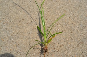 Yellow Nutsedge