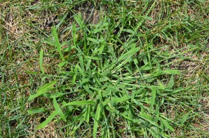 Crabgrass