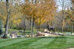 Fall Mowing Photo Moose