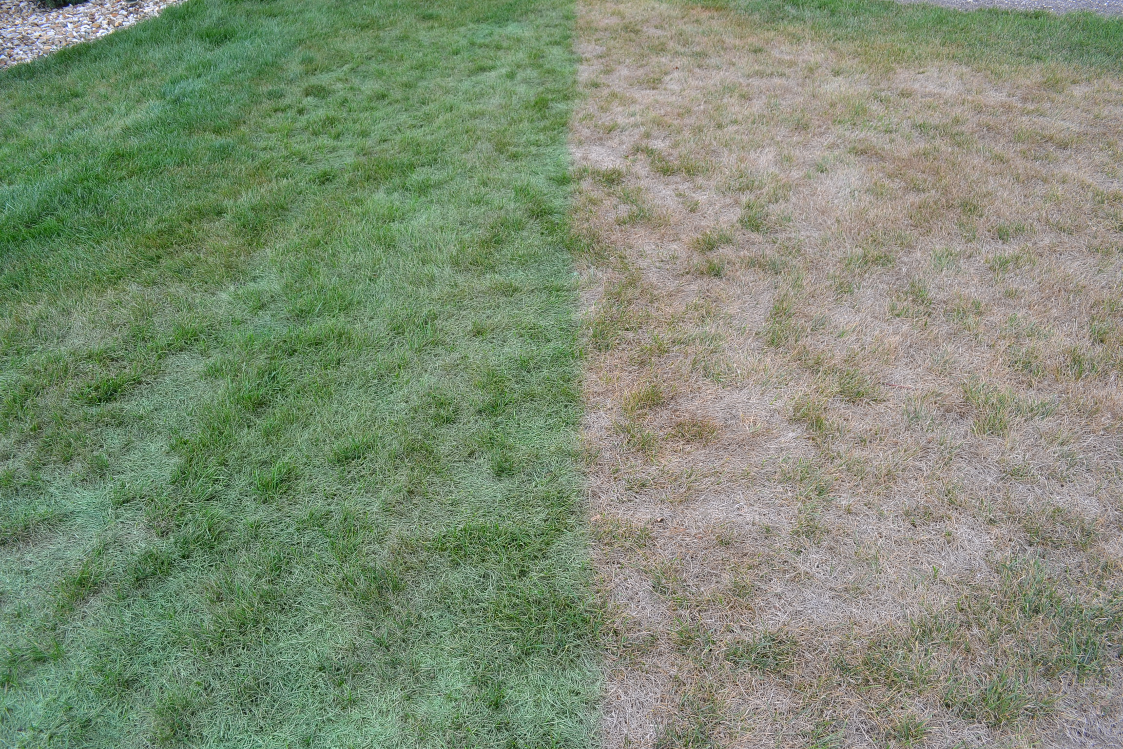 Lawn-Painting-1.jpg