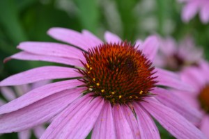 Magnus Purple Coneflower