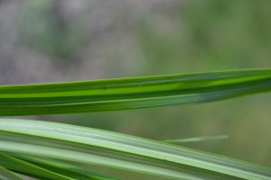 Nutsedge Blade