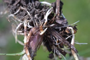 Yellow Nutsedge Roots