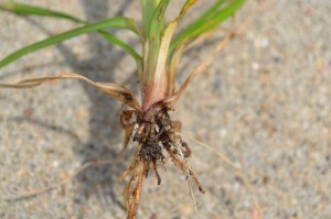 Yellow Nutsedge Nutlets