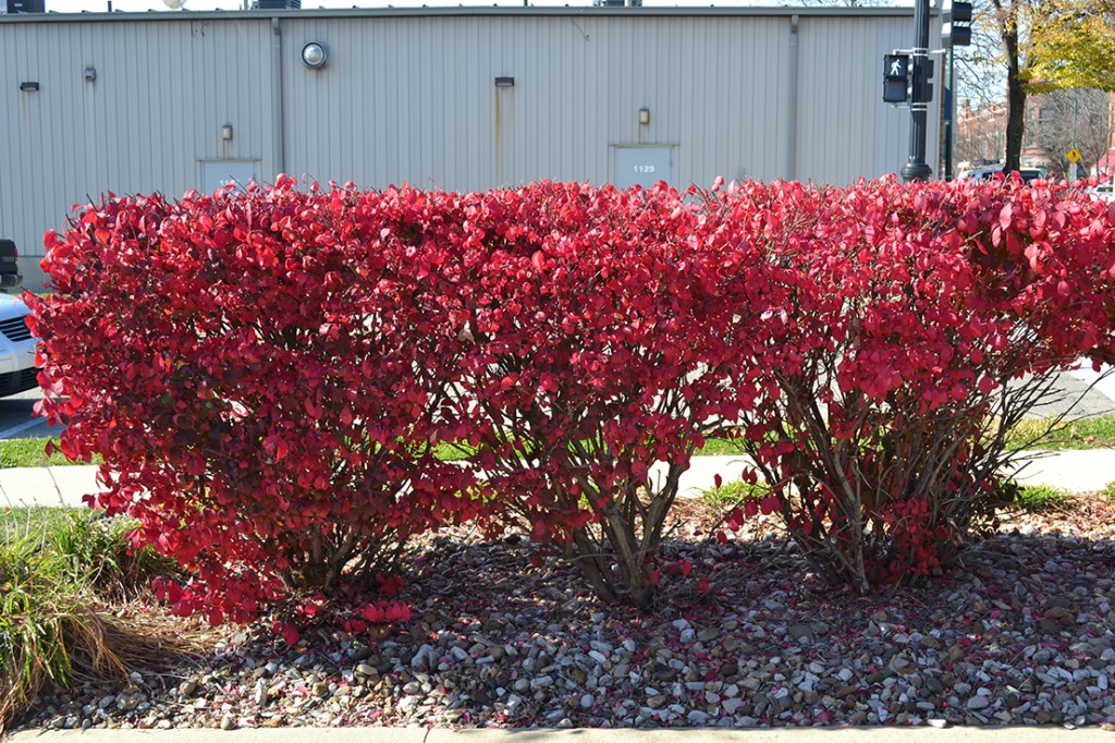 burning bush hedge burning bush hedge