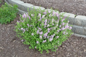 Dwarf Korean Lilac
