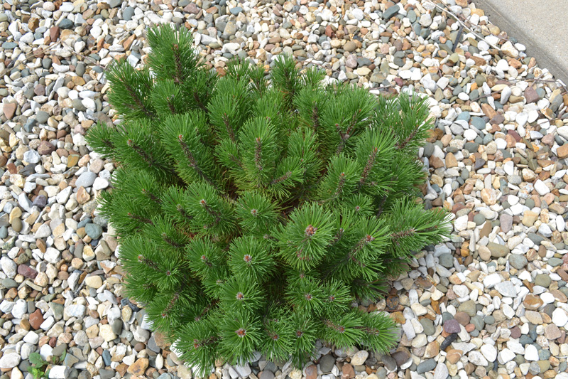 Dwarf Mugo Pine is a evergreen that grows up 3 feet tall