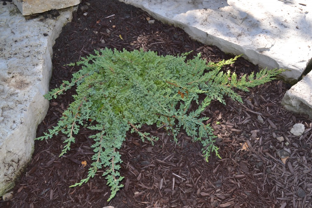 Download Dwarf Procumbens Juniper is a very hardy ground cover evergreen.