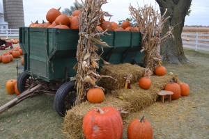 Fall Harvest