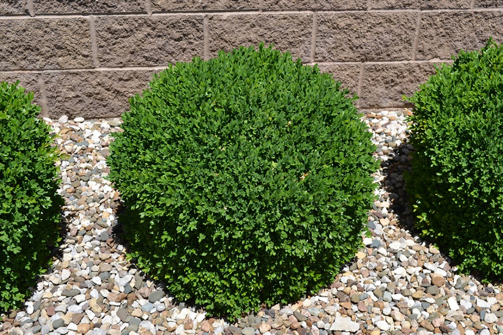 Green Velvet Boxwood is a Low Maintenance Broadleaf