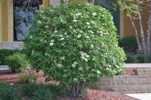 Mohican Viburnum Shrub in Bloom