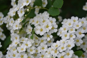 Snowmound Spirea Flowers