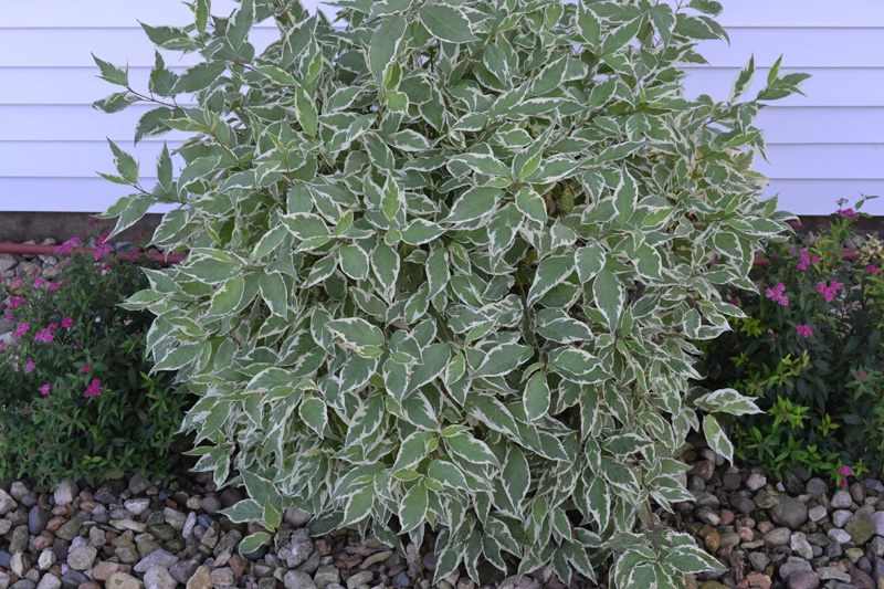 Variegated Red Twig Dogwood is a great plant for year ...