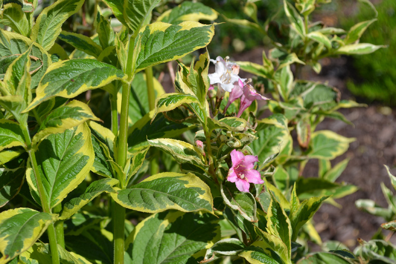 Variegated Dwarf Weigela is a deciduous flowering shrub.