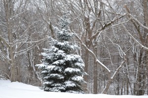 Snow on Pine