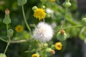 Sowthistle White Flower