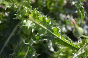 Sowthistle Leaf