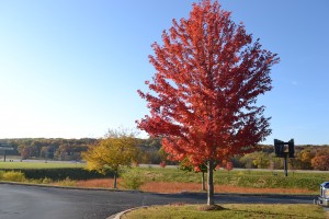 Autumn Blaze Maple