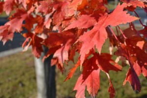 Autumn Blaze Maple Leaves